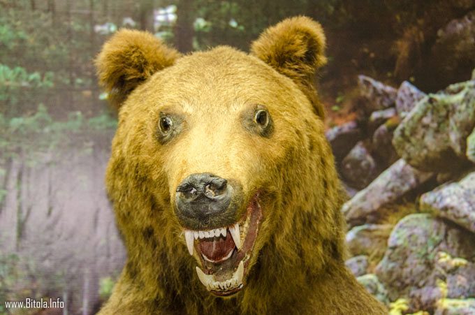 Bear preparated - pelister info center