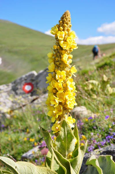 hiking on pelister 20