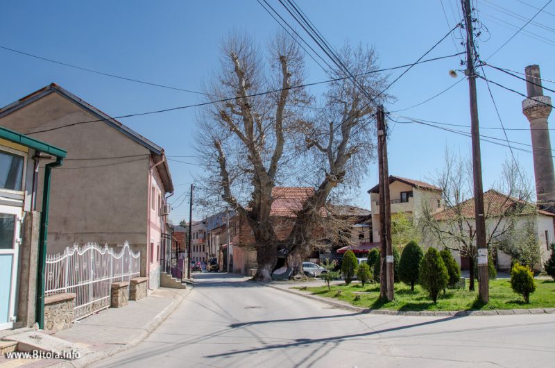 Cinar tree Bitola, Macedonia