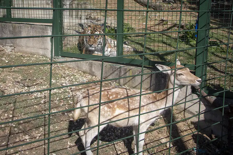 Bitola Zoo 1
