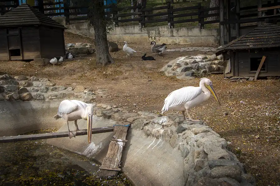 Bitola Zoo 10