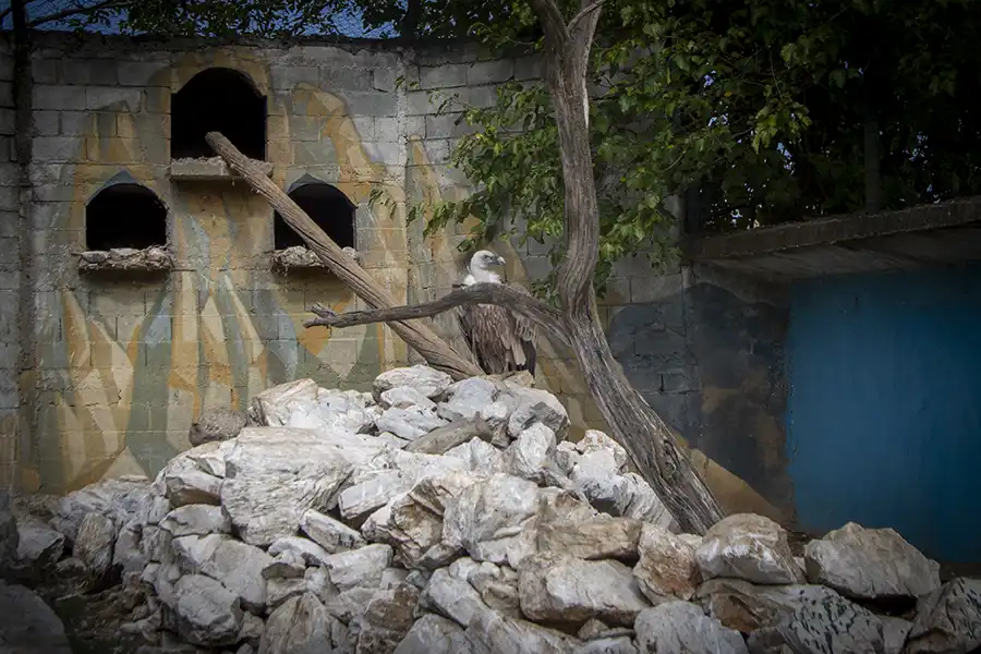 Bitola Zoo 12