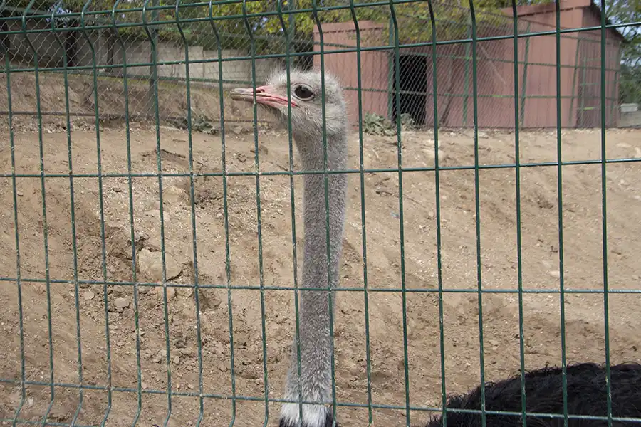 Bitola Zoo 13