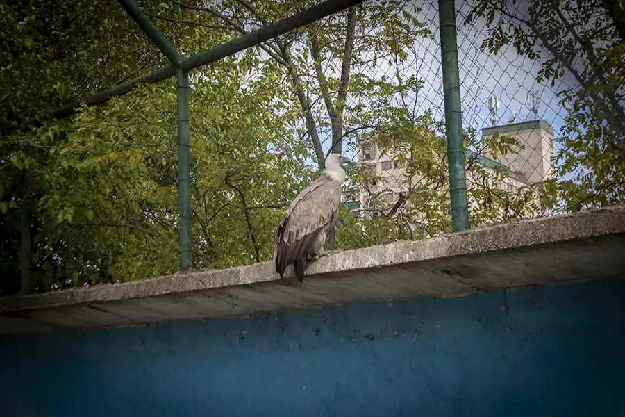 Bitola Zoo 14