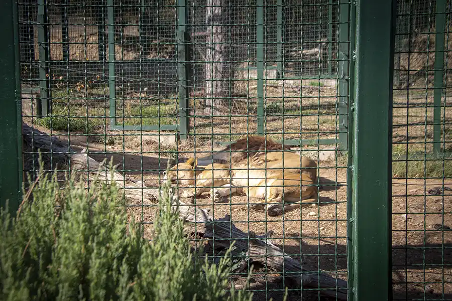 Bitola Zoo 3