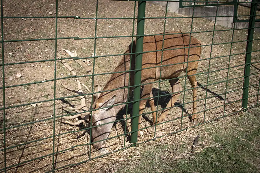 Bitola Zoo 4