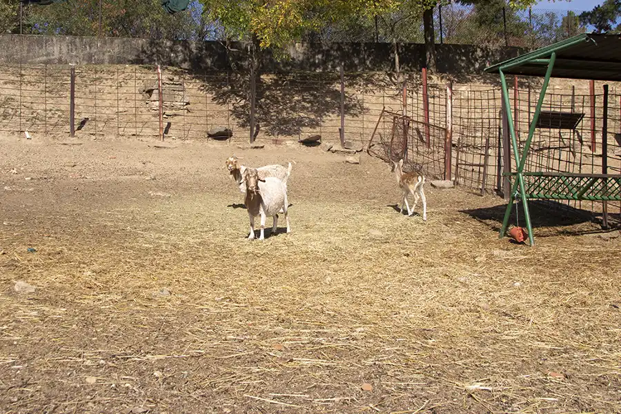 Bitola Zoo 5