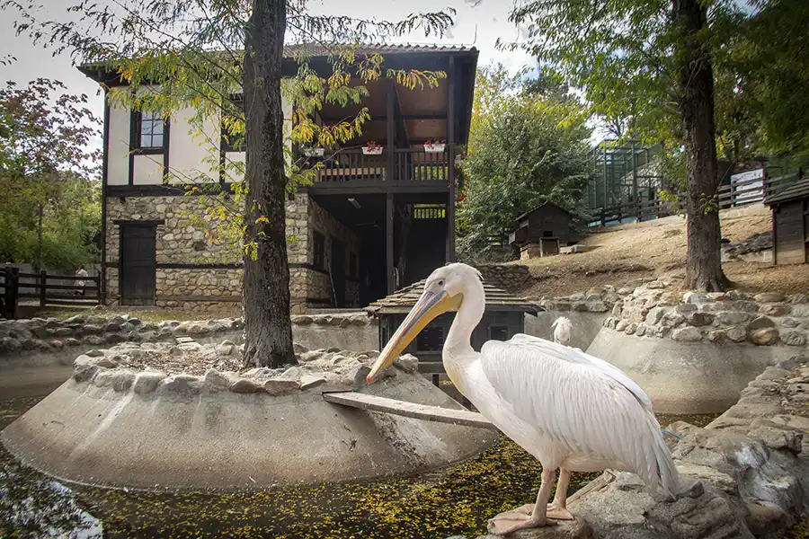 Bitola Zoo 7