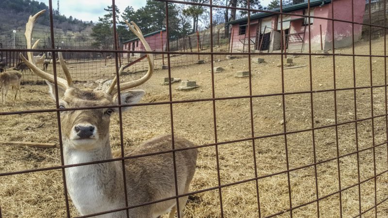 Zoo Garden Bitola